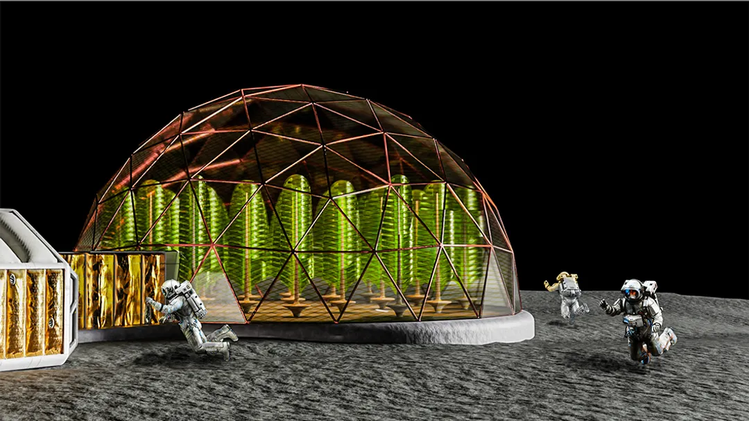 Microalgae On The Moon