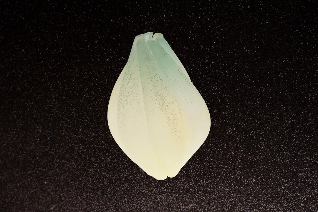 Star Fruit
